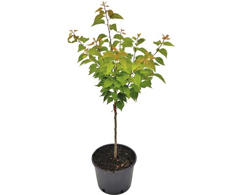 Arbre en pot