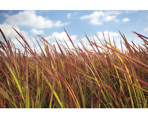 Champ d''herbes ornementales dans le jardin