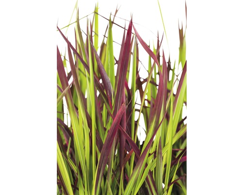 Impérate cylindrique FloraSelf Imperata cylindrica var.koenig.'Red Baron' Co 6 l