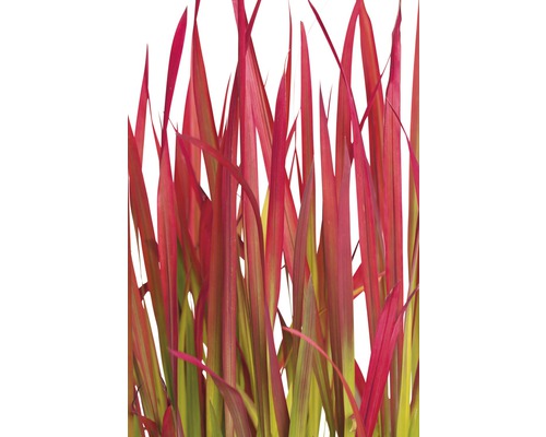 Herbe ornementale à feuilles rouges