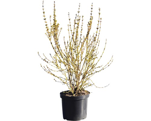 Arbuste d''ornement en pot