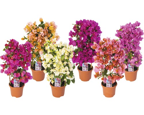 Fleur triple Bougainvillea glabra H 50 cm Ø 14 cm Pot choix aléatoire des variétés