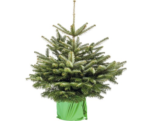 Sapin Nordmann 80 - 100 cm, sapin de Noël en pot