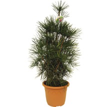 Pin parasol du Japon FloraSelf Sciadopitys verticillata H 70-80 cm Co 11 L