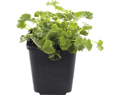 Geranie im schwarzen Pflanztopf