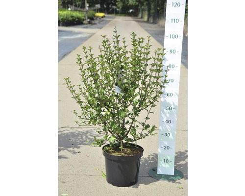 Arbuste d''ornement en pot avec échelle de mesure pour l''indication de la taille