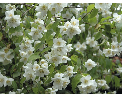 Jasmin de jardin, seringat des jardins, seringat commun Philadelphus 'Natchez' h 80-100 cm Co 10 l