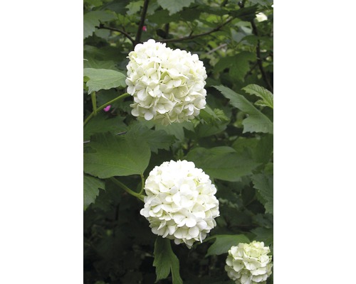 Gefüllter Schneeball, Echter Schneeball Viburnum opulus 'Roseum' H 80-100 cm Co 10 L