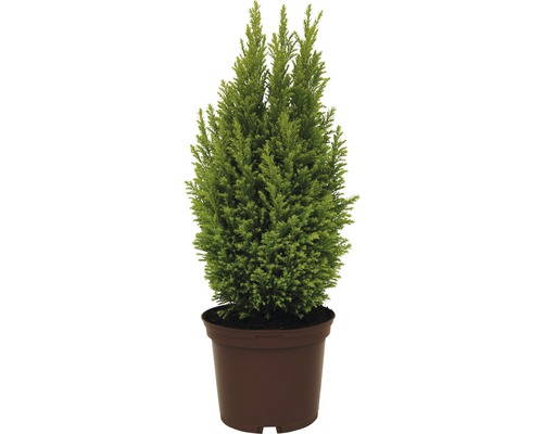 Cyprès en pot dans un récipient de plantation