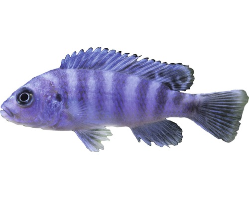 Poisson zèbre bleu pour aquariums