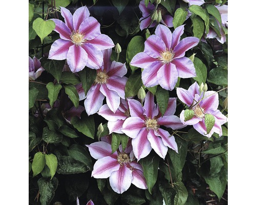 Großblumige Waldrebe FloraSelf Clematis Hybride' Nelly Moser' H 50-70 cm Co 2,3 L