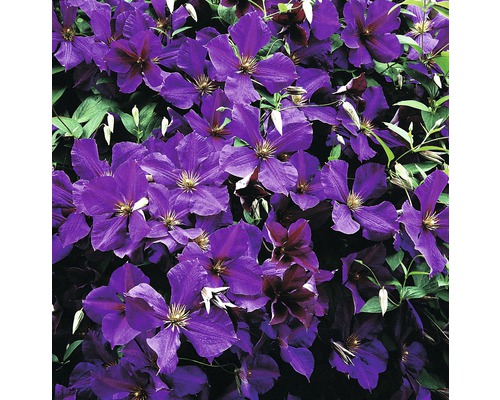 Gros plan de clématites violettes en fleurs.