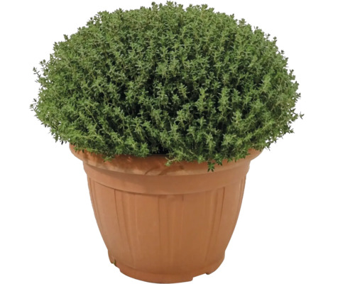 Thymian im Topf