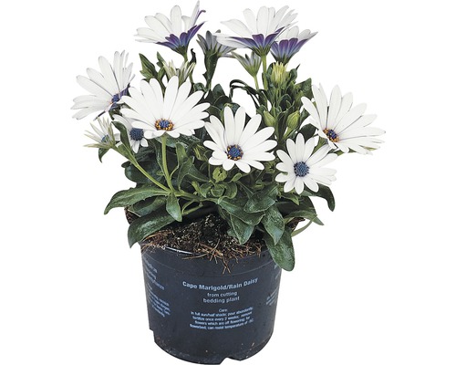 Marguerite du Cap FloraSelf® Osteospermum ecklonis Ø 11 cm