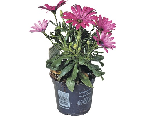 Plante d''ostéospermum en pot avec des fleurs violettes
