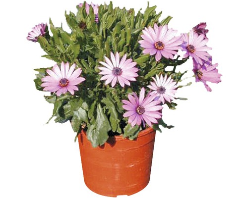 Marguerite africaine FloraSelf Osteospermum 'Sunny' pot Ø 12 cm