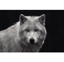Porträt eines weißen Wolfes vor dunklem Hintergrund