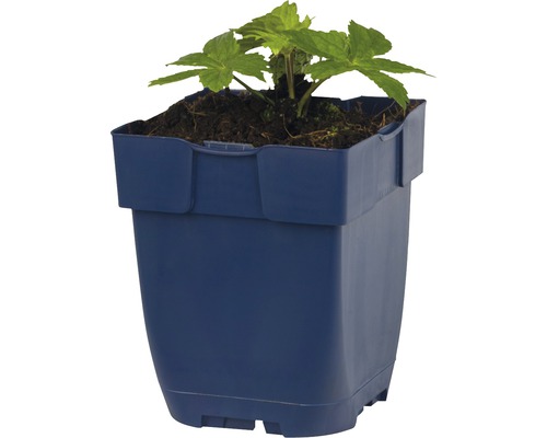 Plante en pot plastique