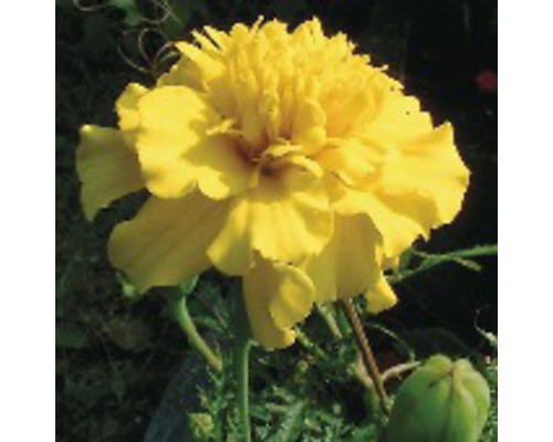 Œillet d'Inde à petites fleurs FloraSelf® Tagetes patula 'Nana' Ø 9 cm