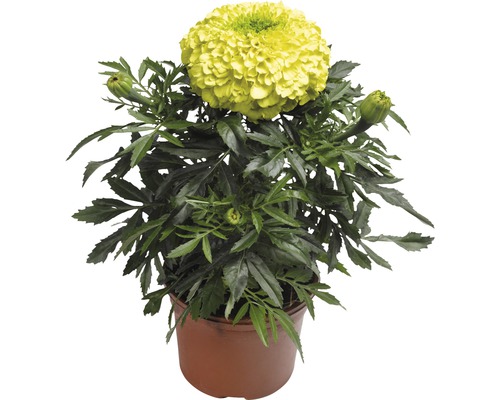 Œillet d'Inde à petites fleurs FloraSelf® Tagetes erecta Ø 9 cm