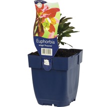 Euphorbe des bois pourpre FloraSelf Euphorbia amygdaloides 'Purpurea' h 5-30 cm Co 0,5 l
