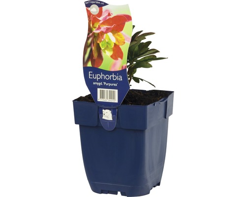 Euphorbe ''Purpurea'' en pot
