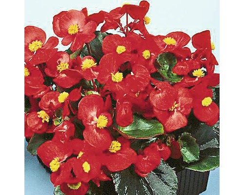 Bégonias de cire FloraSelf® Begonia semperflorens Ø 9 cm