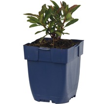 Euphorbe des bois pourpre FloraSelf Euphorbia amygdaloides 'Purpurea' h 5-30 cm Co 0,5 l