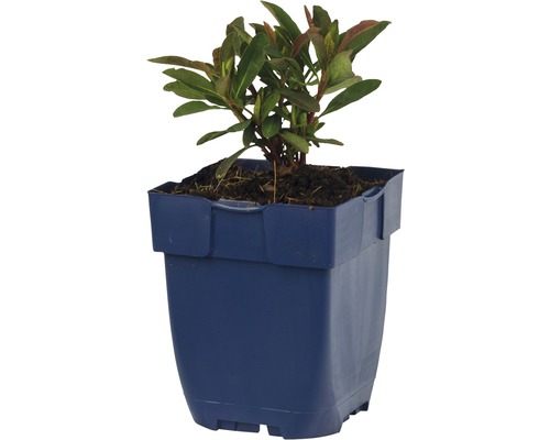 Rhododendron en pot