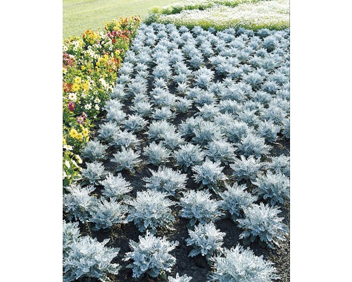 Blumenbeet mit Silberblatt und bunten Blumen