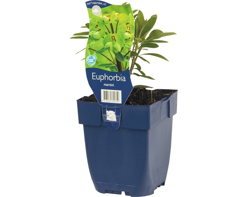 Euphorbe multicolore FloraSelf Euphorbia x martinii h 5-30 cm Co 0,5 l-0