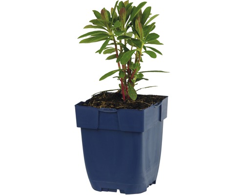 Grande euphorbe FloraSelf Euphorbia characias ssp. Wulfenii h 5-30 cm Co 0,5 l Rhododendron en pot