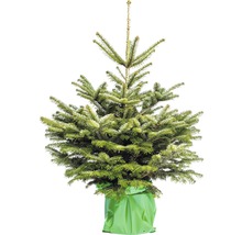 Sapin Nordmann h 100-125 cm Co 10 l sapin de Noël scié et mis en pot