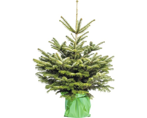 Sapin Nordmann h 100-125 cm, sapin de Noël scié et en pot de 10 l