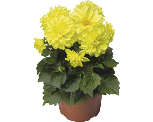 Dahlia nain FloraSelf Dahlia x Hybride pot Ø 11/12 cm assortiment de variétés aléatoire