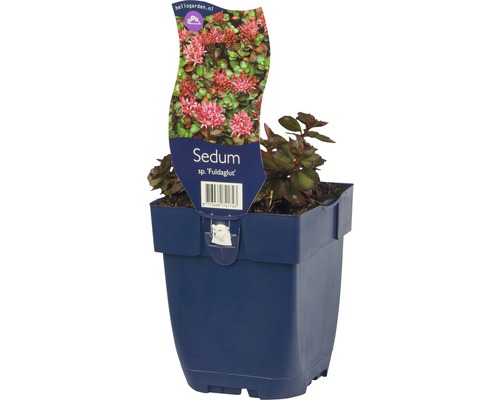 Fetthenne ''Fuldaglut'' im Topf