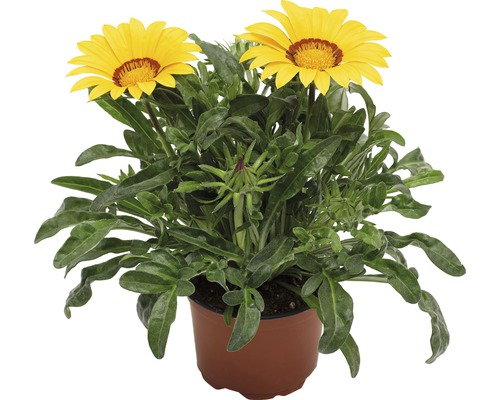 Gazania en pot avec des fleurs jaunes