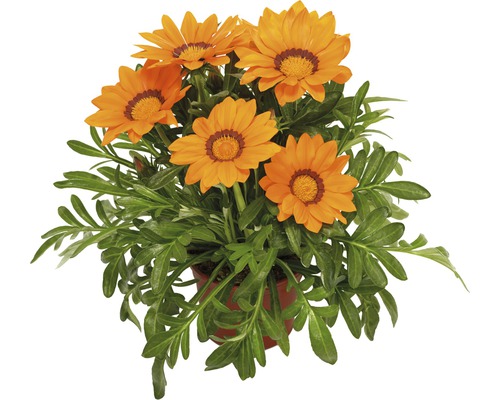 Gazanie FloraSelf® pot de 10,5 cm, orange