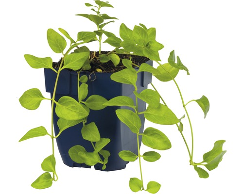 Hängepflanze im Topf