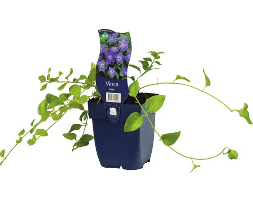 Grande pervenche FloraSelf Vinca major Ø 11 cm pot Pervenche en pot