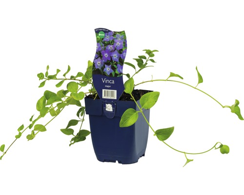 Grande pervenche FloraSelf Vinca major Ø 11 cm pot