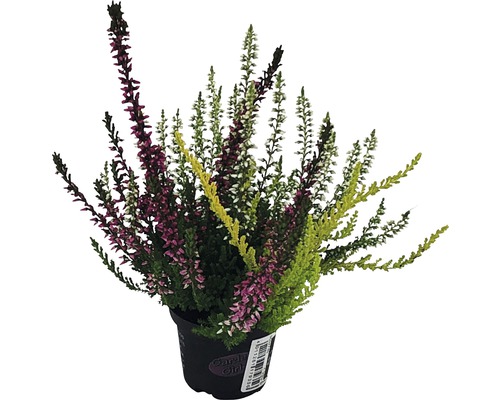 Callune, bruyère FloraSelf Calluna vulgaris 'Gardengirls Trio Mini' pot Ø 6 cm