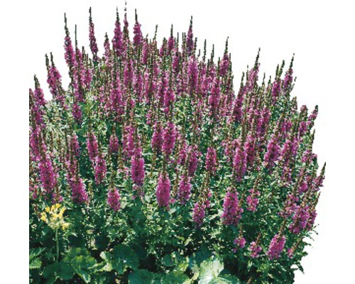 Plante vivace fleurie avec des épis dressés