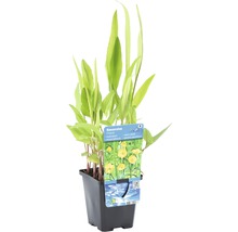 Hahnenfuss Zungenblatt im Topf für den Gartenteich