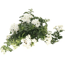 Morelle faux-jasmin avec fleurs blanches et feuilles vertes