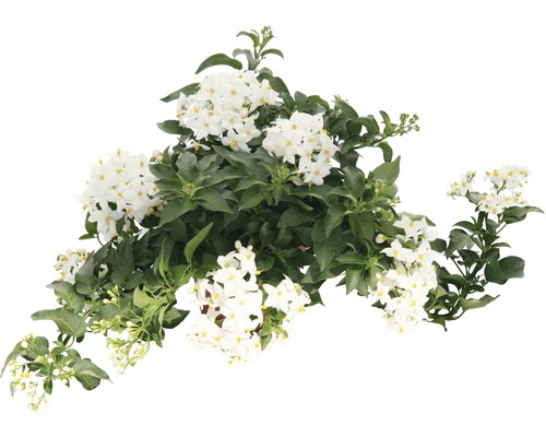 Morelle faux-jasmin avec fleurs blanches et feuilles vertes