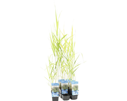 Plusieurs plants de joncs dans un récipient
