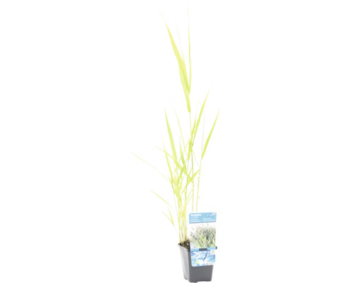 Massette en pot