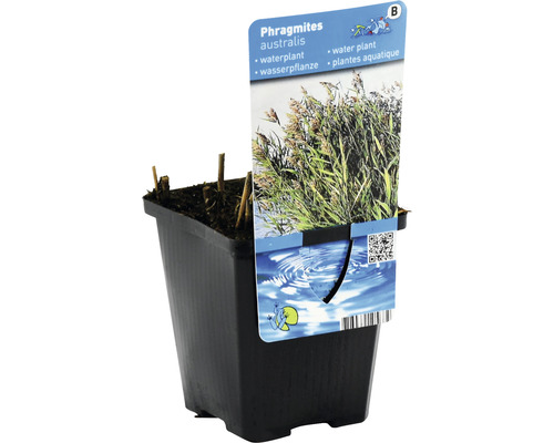 Vrai roseau en pot, une plante aquatique pour le bassin de jardin