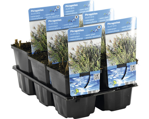 Roseaux Phragmites australis en pot sur une palette
